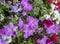 Glorious multi coloured Petunias