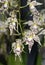 Glorious Odontoglossum Orchid