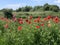 Glorious poppies in summer