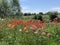 Glorious poppies in summer