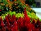 Glorious Red cockscomb flowers with blurry orange daisies