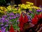 Glorious Red cockscomb flowers with blurry orange daisies