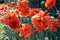 Glorious red silky poppy flowers