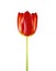 Glorious Spring tulips