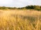 A glorious sun basked set of grass reeds in a meadow