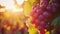 Glorious Sunset Glow: Capturing the Beauty of Organic, Ripe Red Flame Seedless Grapes in