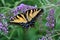 Glorious Tiger Swallowtail butterfly feeds eagerly on a purple butterfly bush bloom