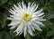 Glorious White Dahlia