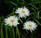 Glorious White Leucanthemum