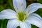 Glorious White Lily