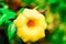 Glorious yellow flower with green blur background