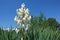 The glorious yucca blooms against the blue sky.