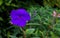 Glory Bush Purple Princess Flower Tibouchina Urvilleana