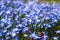 Glory-of-the-snow blue Squill flowers on spring meadow