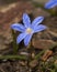 Glory-of-the-snow, chionodoxa forbesii. Wild life