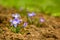 Glory-of-the-snow (chionodoxa luciliae).