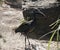 A gloss ibis on sand