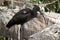 A gloss ibis on a tree