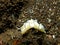 Glossodoris atromarginata nudibranch