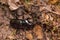 Glossy black beetle in forest