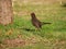 Glossy-black thrush in Villa de Merlo, Argentina