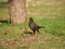 Glossy-black thrush in Villa de Merlo, Argentina