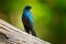 Glossy blue starling from the Botswana. Meves\\\'s Long-tailed Starling, Lamprotornis mevesii, sitting on the stone in the nature