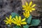 Glossy bright yellow small flowers Lesser celandine or Buttercup spring Ficaria verna, Ranunculus Ficaria.