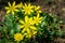 Glossy bright yellow small flowers Lesser celandine or Buttercup spring Ficaria verna, Ranunculus Ficaria