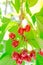 Glossy cluster of sweet red cherry hanging on tree branches against green leaves background