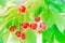 Glossy cluster of sweet red cherry hanging on tree branches against green leaves background