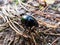 Glossy and colorful Spring dor beetle on forest ground