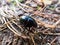 Glossy and colorful Spring dor beetle on forest ground