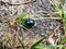 Glossy and colorful Spring dor beetle on the ground floor in forest