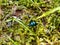 Glossy and colorful Spring dor beetle on moss in forest. Close up
