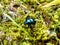 Glossy and colorful Spring dor beetle on moss in forest. Close up