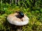 Glossy and colorful Spring dor beetle on white and brown mushroom in forest. Autumn scenic background