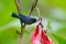 Glossy Flowerpiercer, Diglossa lafresnayii, black bird with bent bill sittin on the orange flower, nature habitat, exotic animal f