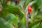 Glossy Flowerpiercer, Diglossa lafresnayii, black bird with curved bill sittin on the orange flower. Exotic animal from Costa Rica