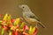 Glossy Flowerpiercer, Diglossa lafresnayii, female, black bird with bent bill sitting on the orange red flower, nature habitat, ex