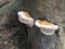 Glossy ganoderma mushroom polypore on a tree