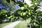 Glossy, green leaves and plums growing along the tree branches in spring. Fruitful, green plum tree.