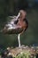 A glossy ibis