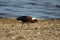 Glossy ibis