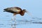 Glossy Ibis