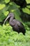 Glossy ibis