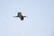 A glossy ibis banking and starting to land on one of the rice paddy fields in Portugal.