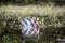 A Glossy Ibis bathing in a marsh pond with splash from being submerged