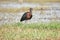 Glossy ibis beautiful bird at Mangaljodi, Odisha, India. Amazing photo with good background.