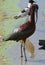 Glossy ibis and blacksmith plover, Amboseli National Park, Kenya